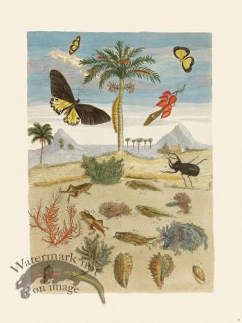 Merian Metamorphosis 72